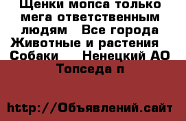 Щенки мопса только мега-ответственным людям - Все города Животные и растения » Собаки   . Ненецкий АО,Топседа п.